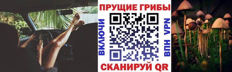 Купить  Наро-Фоминск  Псилоцибиновые грибы GOLDEN TEACHER 